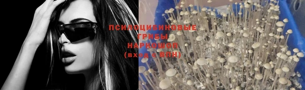 индика Каменногорск