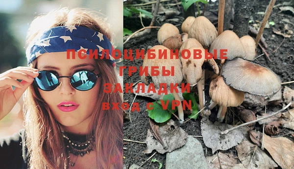 индика Каменногорск
