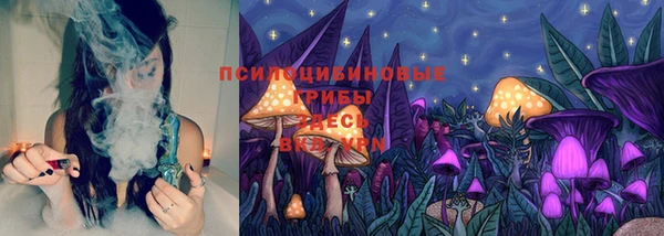 индика Каменногорск