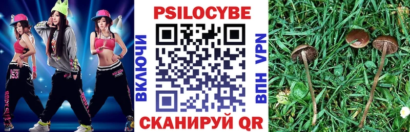Купить  Новомичуринск  Псилоцибиновые грибы Psilocybe 
